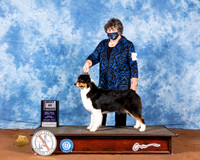 Australian Shepherd #12 Fri BOB Judge Col Joe Purkhiser