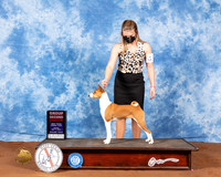 Basenji #12 Fri G2 Judge Dr Carol Moser