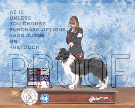 Border Collie #7 Fri BOS OHG4MMJ_0474-MdlndM792021_HR3