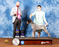 German Shorthaired Pointer #18 Fri BOB OHG1 Judge Jon Cole