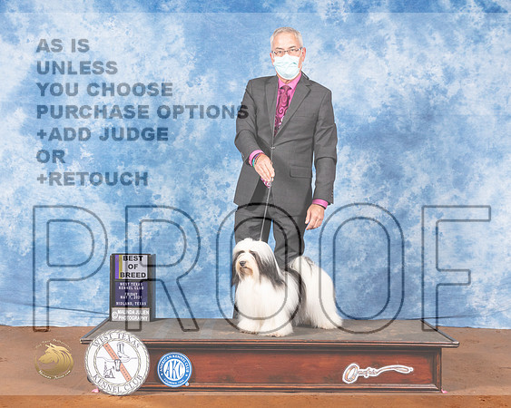 Havanese #8 Fri BOB Judge Cindy MeyerMMJ_0513-MdlndM792021_HR3