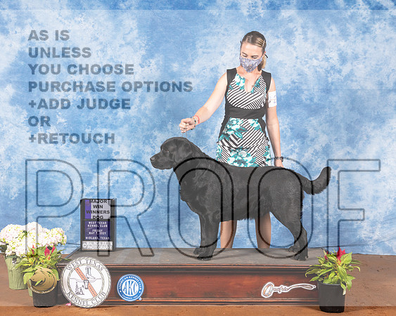 Labrador Retriever #23 Fri WD Judge Jon ColeMMJ_0382-MdlndM792021_HR3