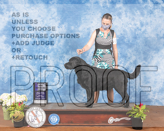 Labrador Retriever #23 Fri WD Judge Jon ColeMMJ_0384-MdlndM792021_HR3