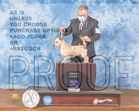 Portuguese Podengo Pequeno #5 Fri G4 Judge Dr Carol MoserMMJ_0535-MdlndM792021_HR3