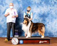 Rough Collie #7 Fri G4 Judge Col Joe Purkhiser