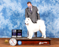 Samoyed #5 Fri BOW Judge Cindy Meyer