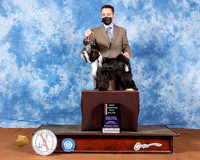Tibetan Terrier #8 Fri BOS Judge Brian Meyer