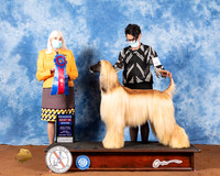 Afghan Hound #5 Fri RBIS Judge Jan Paulk