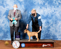 Border Terrier #5 Fri OHBIS Judge Brian Meyer