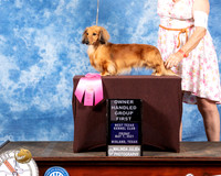 Dachsund Longhaired #9 Fri OGH1