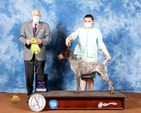 German Shorthaired Pointer #18 Fri OHRBIS Judge Brian Meyer