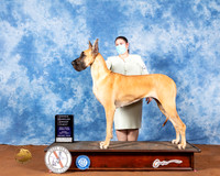 Great Dane #16 Fri OHG1 Judge Brian Meyer
