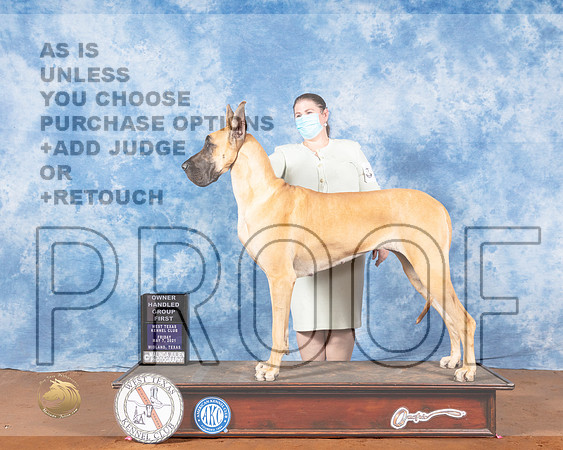 Great Dane #16 Fri OHG1 Judge Brian MeyerMMJ_0596-MdlndM792021_HR3