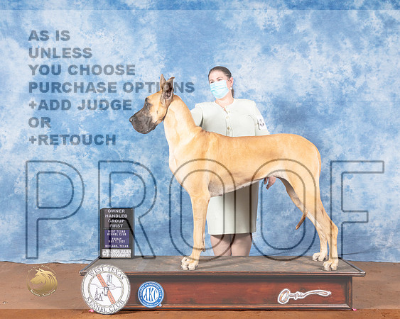 Great Dane #16 Fri OHG1 Judge Brian MeyerMMJ_0597-MdlndM792021_HR3