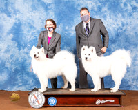 Samoyed #8 #5 Fri