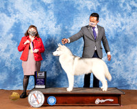 Siberian Husky #7 Fri BOB Judge Cindy Meyer