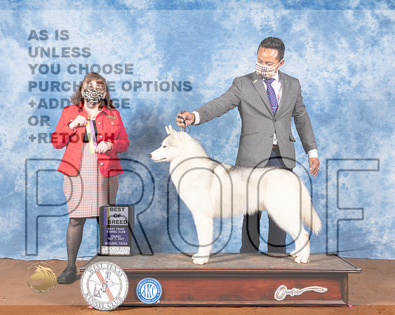 Siberian Husky #7 Fri BOB Judge Cindy MeyerMMJ_0591-MdlndM792021_HR3