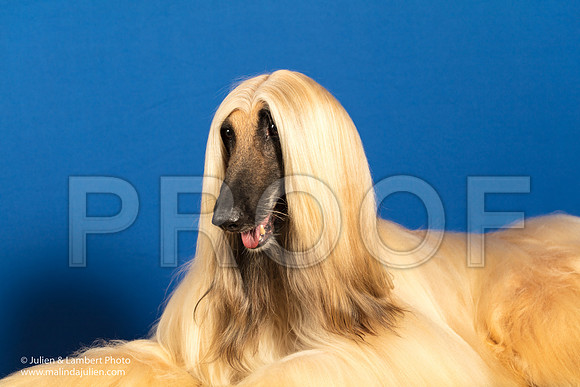 Afghan Hound Lynda Hicks-0246-Longview2017-HR3