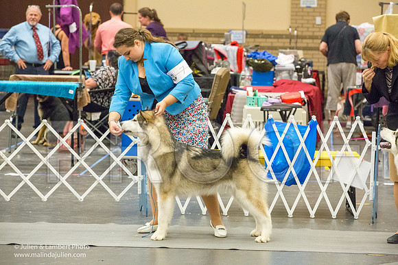 Alaskan Malamute #7 Sat Amber Schireman-1232-Longview2017-HR3