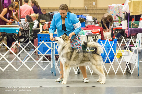 Alaskan Malamute #7 Sat Amber Schireman-1240-Longview2017-HR3