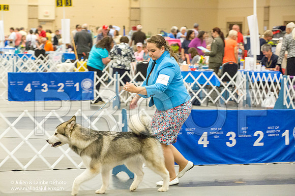Alaskan Malamute #7 Sat Amber Schireman-1245-Longview2017-HR3