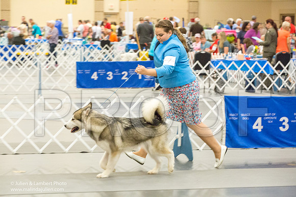 Alaskan Malamute #7 Sat Amber Schireman-1246-Longview2017-HR3