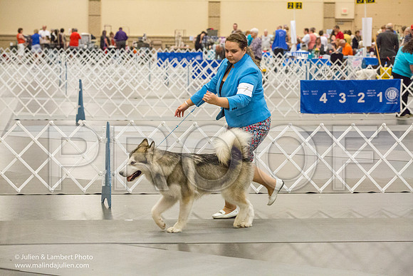 Alaskan Malamute #7 Sat Amber Schireman-1248-Longview2017-HR3