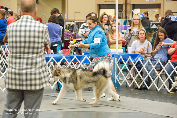 Alaskan Malamute #7 Sat Amber Schireman-1253-Longview2017-HR3