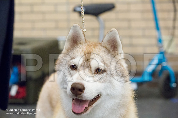 Siberian Husky #20 Sat Rita Montgomery-1380-Longview2017-HR3