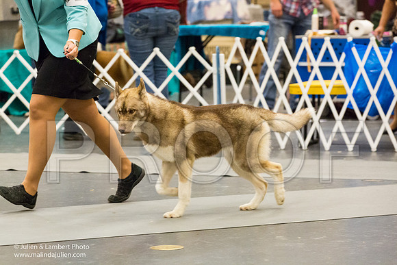 Siberian Husky #21 Sat Elizabeth Chism-1315-Longview2017-HR3