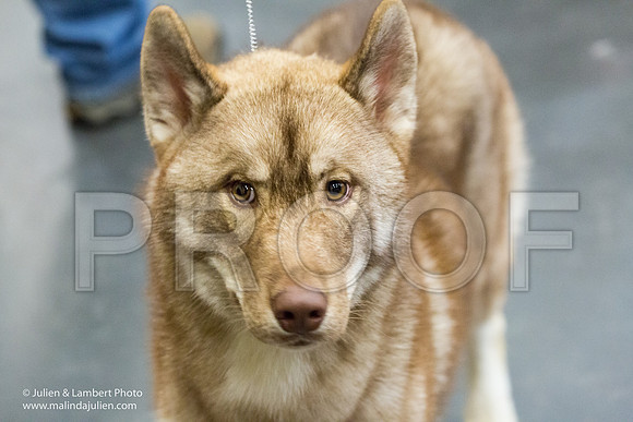Siberian Husky #21 Sat Elizabeth Chism-1345-Longview2017-HR3