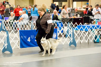 Siberian Husky #22