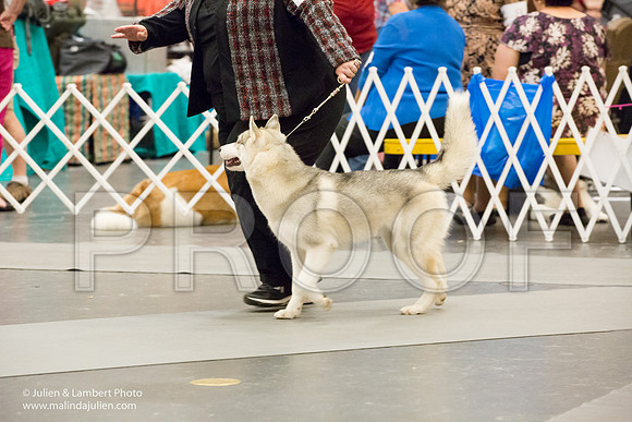 Siberian Husky #22-1402-Longview2017-HR3