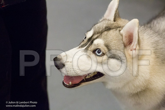 Siberian Husky #22-1420-Longview2017-HR3