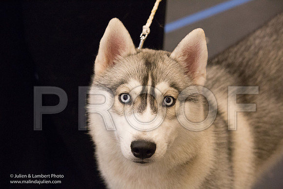 Siberian Husky #22 Sat Elizabeth Chism-1333-Longview2017-HR3