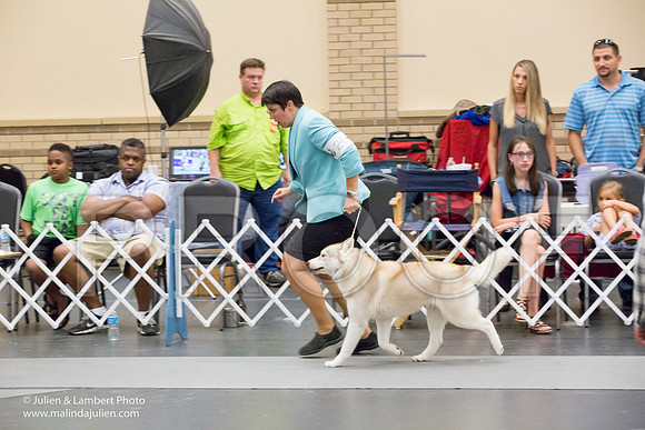 Siberian Husky #30 & 28-1468-Longview2017-HR3
