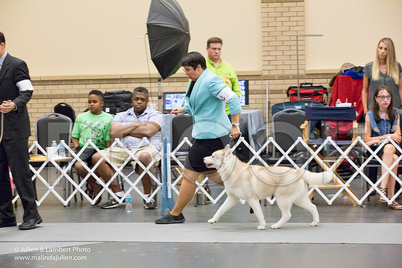 Siberian Husky #30 & 28-1469-Longview2017-HR3