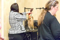 Yorkshire Terrier #15 Sat Rosanne Fett Tonia Halibaugh