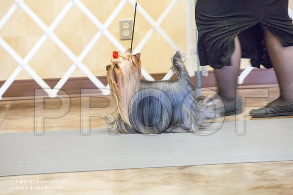 Yorkshire Terrier #15 Sat Rosanne Fett Tonia Halibaugh-1108-Longview2017-HR3