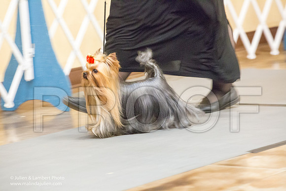 Yorkshire Terrier #15 Sat Rosanne Fett Tonia Halibaugh-1118-Longview2017-HR3