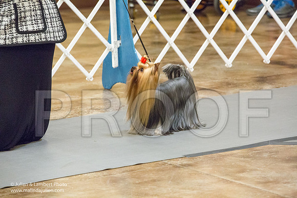Yorkshire Terrier #15 Sat Rosanne Fett Tonia Halibaugh-1126-Longview2017-HR3