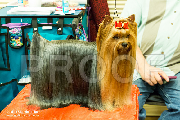 Yorkshire Terrier #7 Sat Allison WIlson-1088-Longview2017-HR3