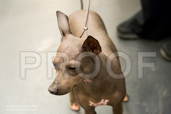 AHT #6 Sun-1824-Longview2017-HR3