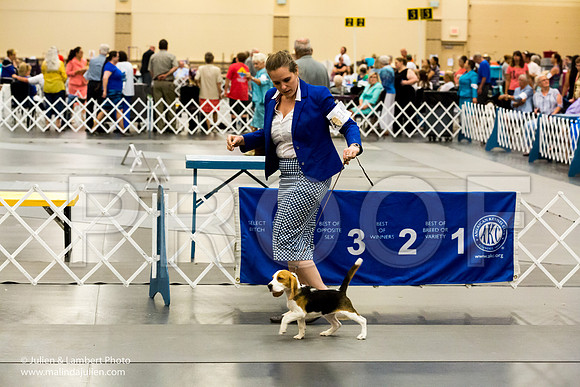 Beagles Sat Ann Wolf-1569-Longview2017-HR3