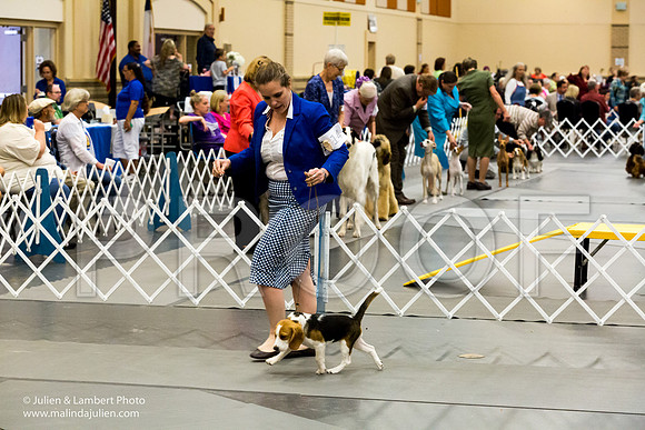 Beagles Sat Ann Wolf-1577-Longview2017-HR3