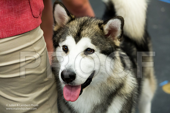 Alaskan Malamute #7 Sun-2218-Longview2017-HR3