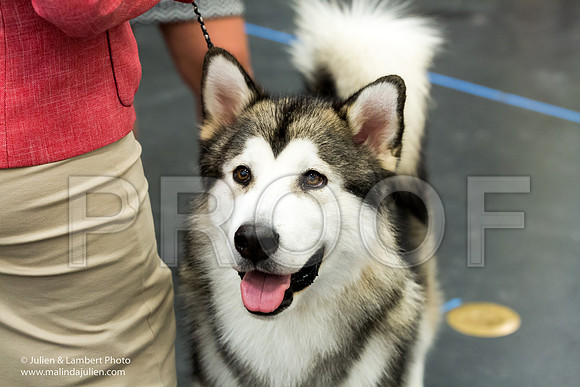 Alaskan Malamute #7 Sun-2219-Longview2017-HR3