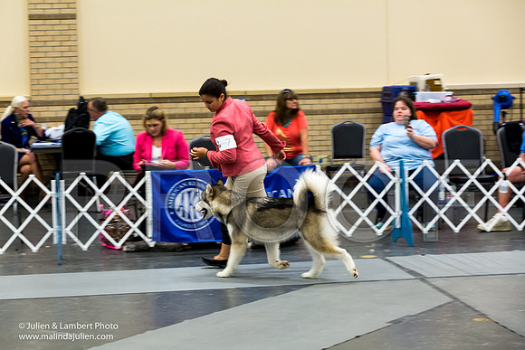 Alaskan Malamute #7 Sun-2228-Longview2017-HR3