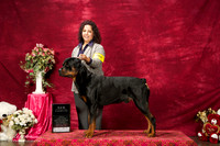 Rottweiler Elsa Moncivais sat S1 New ch 1 HRD PD PU FT
