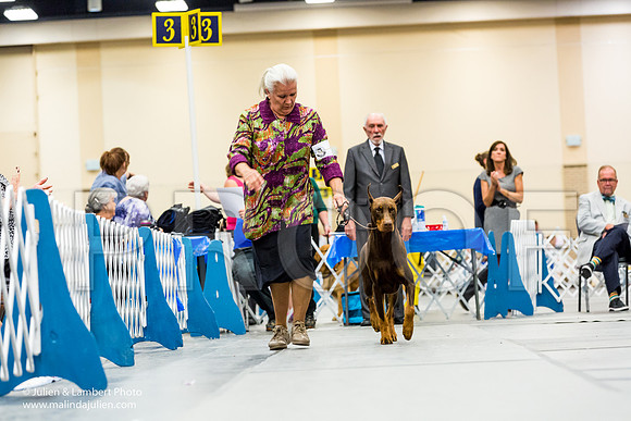 Doberman Pinscher #9 Jeannie Field Miller-2306-Longview2017-HR3